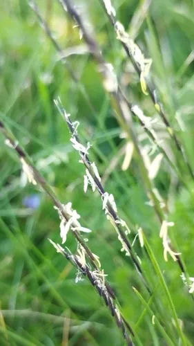 Matgrass — photo by Stéphane Mars