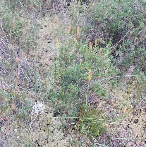Yellow Asphodel — photo by Chris Hoess