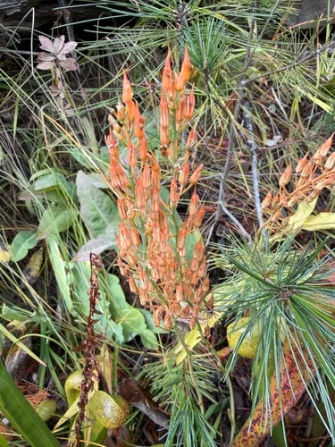 California Bog Asphodel