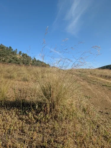 Nodding Needlegrass