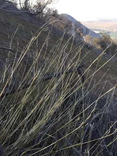 Chilean Needlegrass