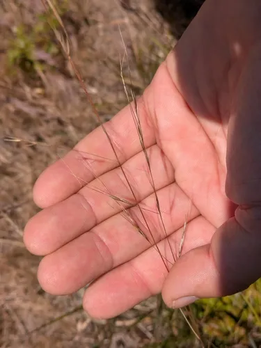 Foothill Needlegrass