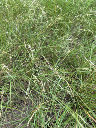 Texas Wintergrass