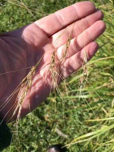 Tropical Needlegrass — photo by lilredhen
