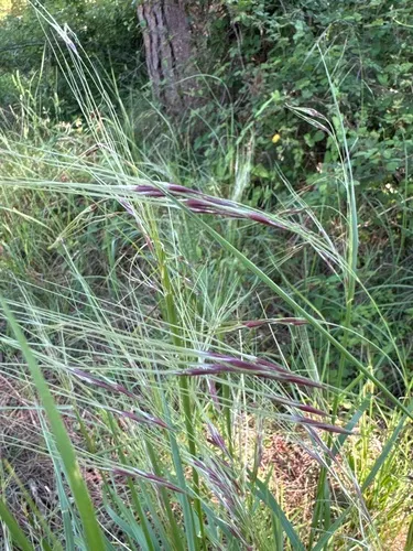 Uruguayan Needlegrass — photo by Cristina Bruno