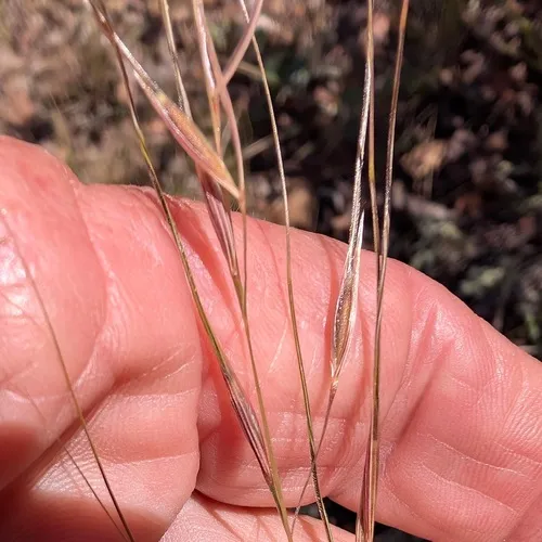 Purple Needlegrass