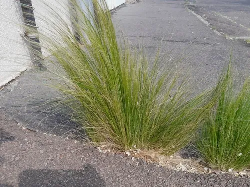 Finestem Needlegrass
