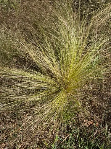 Serrated Tussock — photo by Cristina Bruno