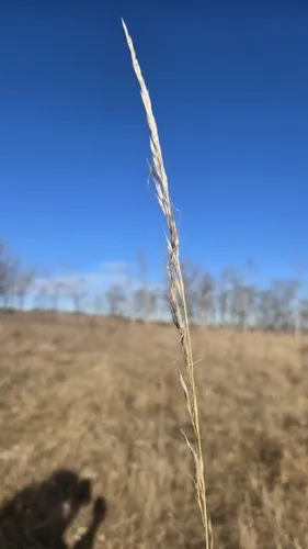 Green Needlegrass — photo by Jacob Fercho