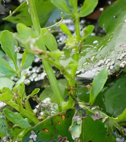 Florida Yellowcress