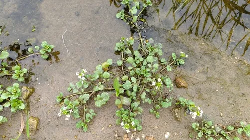 Watercress