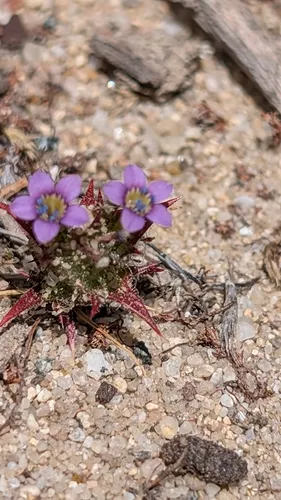 Hollyleaf Pincushionplant — photo by avery elizabeth
