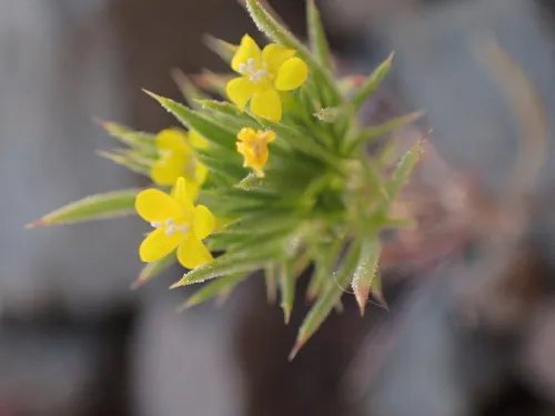 Brewer's Navarretia