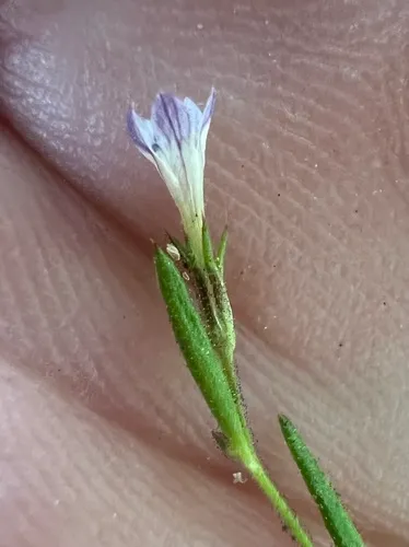 Miniature Gilia — photo by Steve Matson