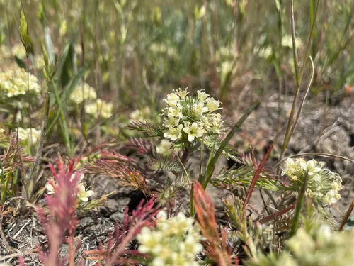 Cotulaleaf Pincushionplant — photo by Caleb Hute
