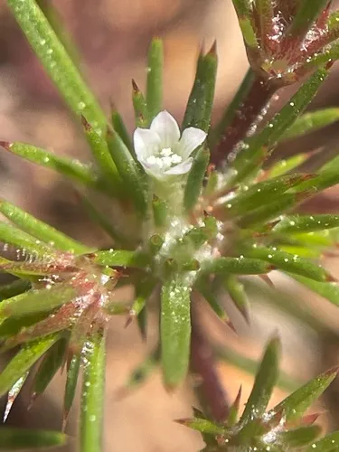 Divaricate Navarretia (subsp. divaricata) — photo by jrmorris