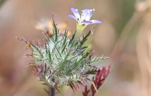 Hoary Pincushionplant — photo by William Hoyer