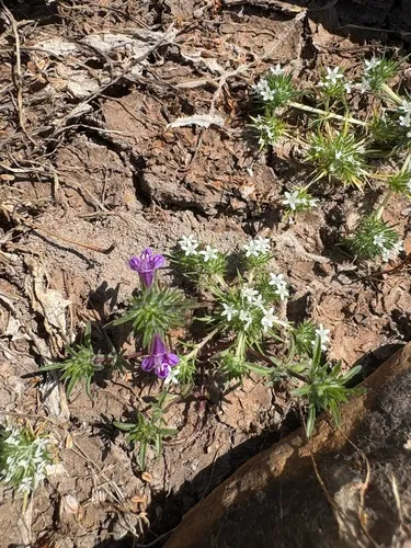 Spreading Navarretia — photo by nathantay