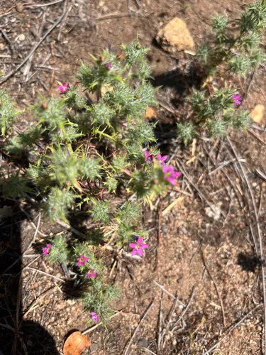 Hooked Pincushionplant (subsp. hamata) — photo by Terri Varnell