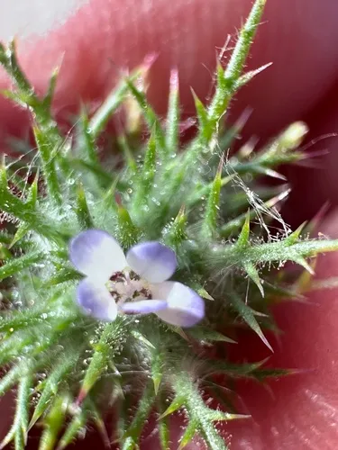 Tehama Pincushionplant — photo by evathiemann