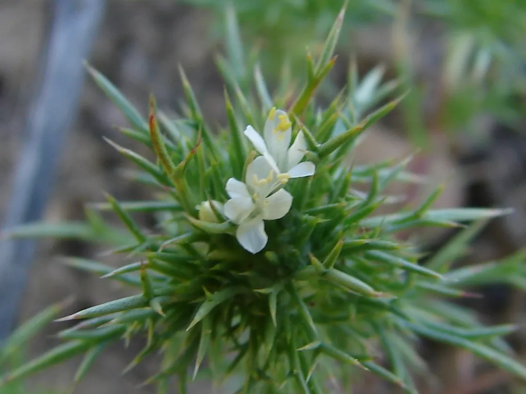 Needleleaf Navarretia (subsp. intertexta) — photo by Merrie Freed