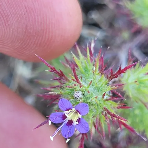 Jepson's Pincushionplant — photo by Konshau Duman