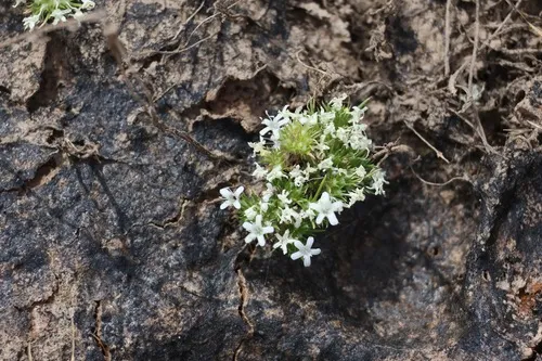 Fewflower Navarretia (subsp. pauciflora) — photo by Jon Aull