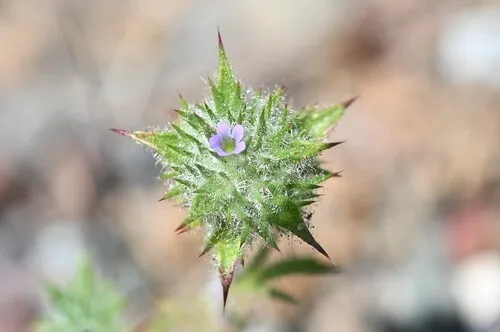 Honeyscented Pincushionplant — photo by William Hoyer