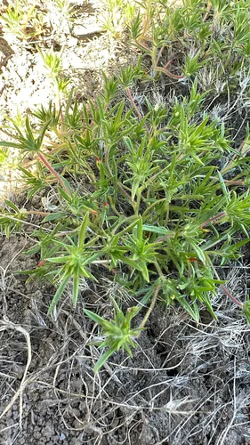Baja Pincushionplant