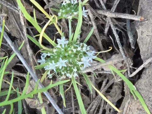 Prostrate Pincushionplant — photo by slusky