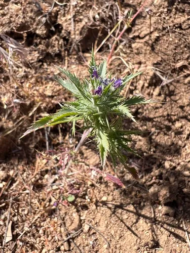 Paiute Mountain Pincushionplant — photo by taychase