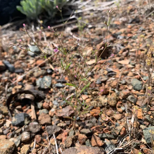 Alva Day's Pincushionplant