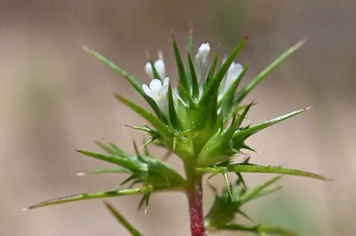 Awl-leaf Pincushionplant