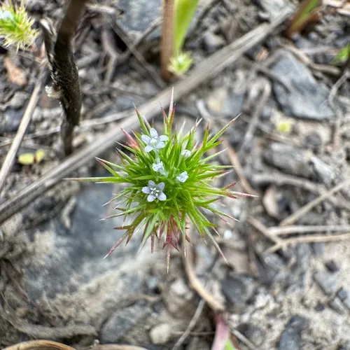 Willamette Navarretia — photo by Matt Unitis