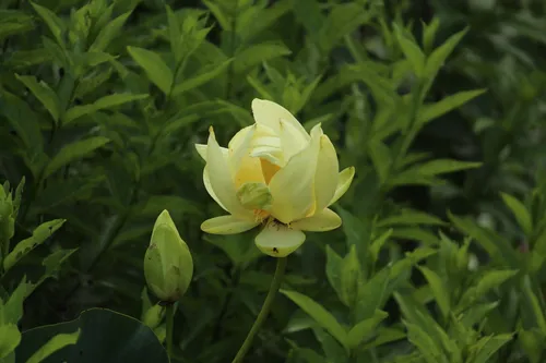 American Lotus