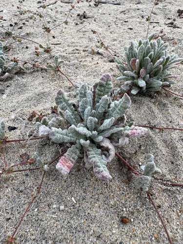 Cottonheads — photo by Nancy Fernandez