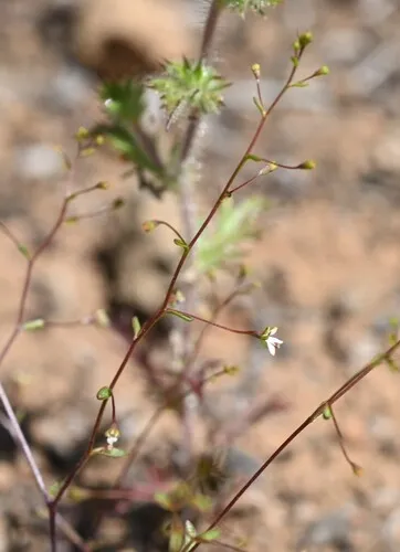 Common Threadplant