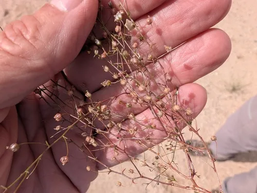 Glandular Threadplant