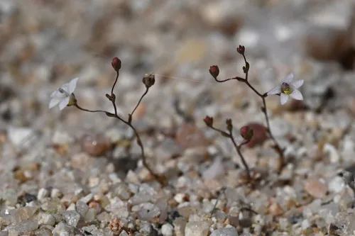Slender Threadplant — photo by Trevor Van Loon
