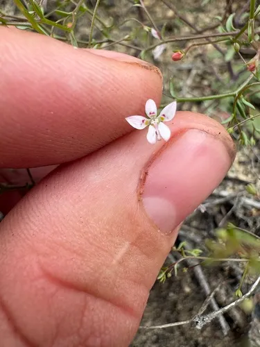 Sierra Threadplant — photo by schaeferross82