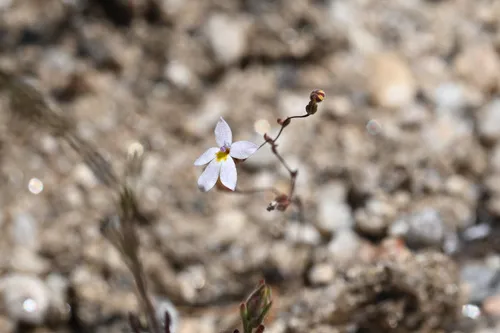 Longflower Threadplant