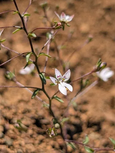 Mountain Threadplant