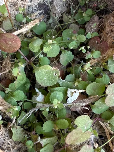 Combleaf Threadplant