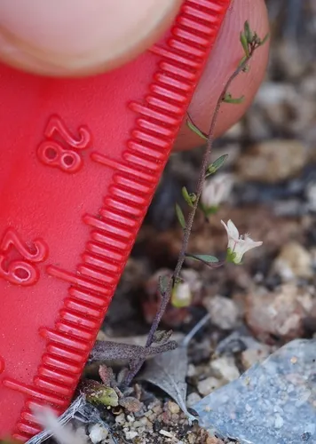 Smallflower Threadplant — photo by Kyle Brine