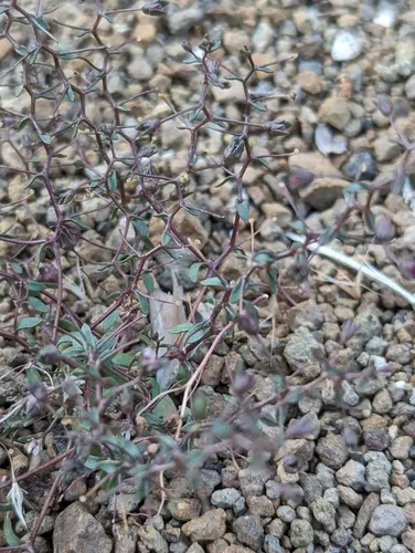Stoutstem Threadplant — photo by wetlandwanderer