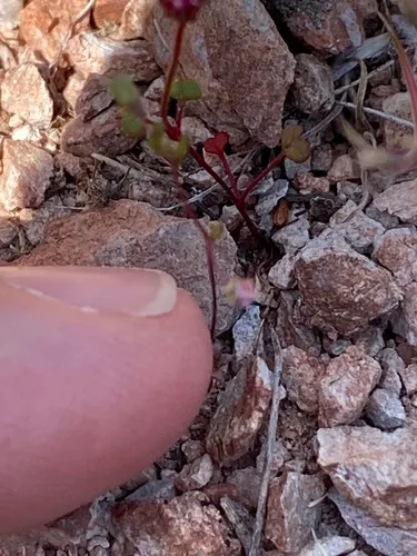 Onesided Threadplant