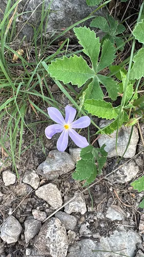 Southwestern Pleatleaf