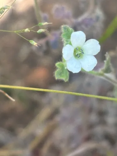 Small Baby Blue Eyes — photo by monkeyflower4ever