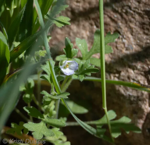 Kirtley's Nemophila