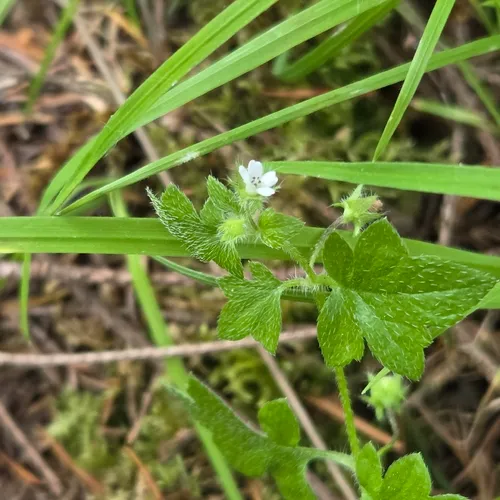 Smallflower Nemophila — photo by Jess Lambright